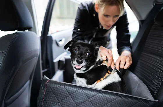 Como transportar pet no carro: guia de leis e segurança 2026